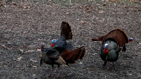 Record Turkey Hunt - Illinois Turkey Hunt