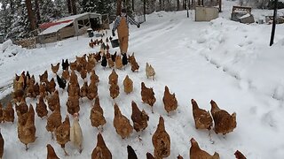 Snow Chores: What Happens On A Farm In Winter?