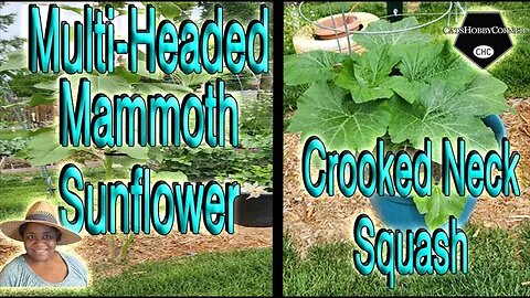 #multiheaded #mammoth #sunflower & #crooked #neck #squash - #catshobbycorner