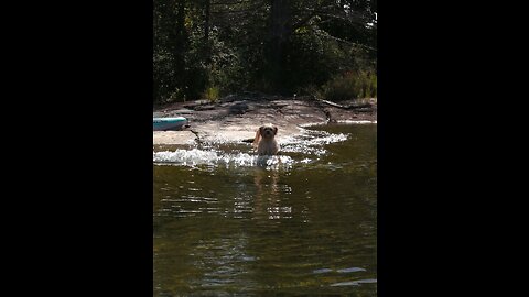 Puppy Swimming Out in the Water Her First Time!