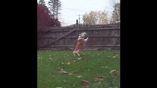 Corgi lives to play fetch