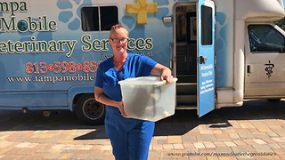 Happy Cat Goes to Tampa Bay Mobile Veterinary Services