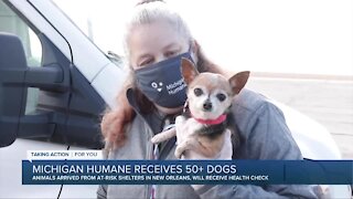 Michigan Humane Society receives 50 plus dogs