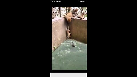 #monkey # baby trapped in crocodile ,s pond #shorts