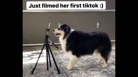 Talented dog filmed herself for tiktok’s video