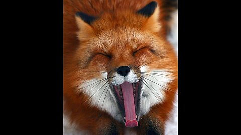 Fox laugh 🦊😍, must see/funny & cute animals