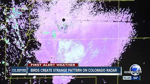 Birds or insects? Large unidentifiable mass on Colorado radar is likely thousands of birds