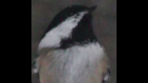 Chickadee Mesmerized by Snowflakes 3498