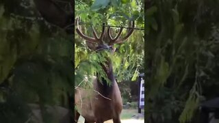 Hungry Elk