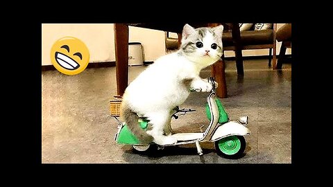 Ultimate Dogs & Cats Video 🐈🐕Dynamic Funny Animal Compilation 😂😂