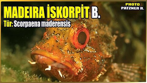 Madeira iskorpiti Hakkında Bilgi | Scorpaena maderensis | Akdeniz Balığı