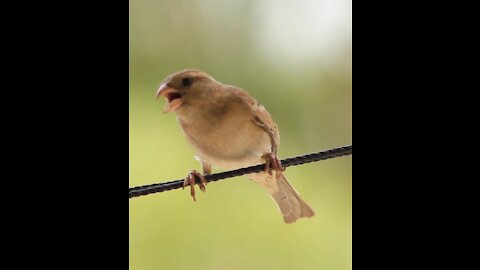 a cute Bird sings