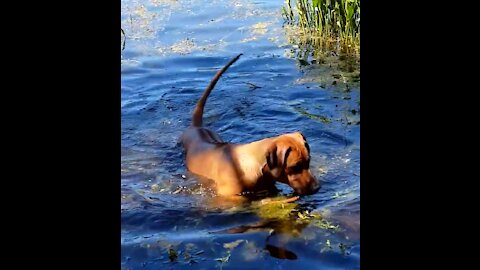 Mister Brown The Rhodesian Ridgeback; loves retrieving and the water
