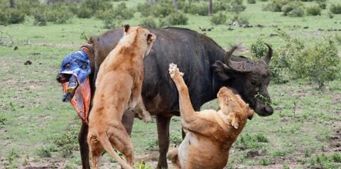 Scaredy Cat: Buffalo Foils Lion Attack by puncturing tyre