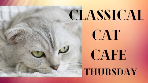 Mellow classical music at CLASSICAL CAT CAFE THURSDAY
