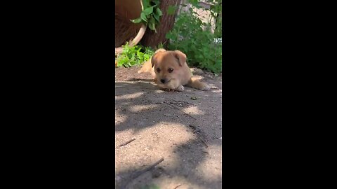 cute pet dog returns the chick to its mother
