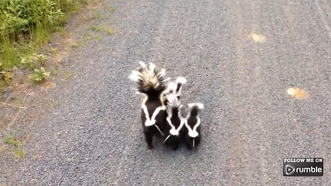 Baby Skunks Playing & Spraying