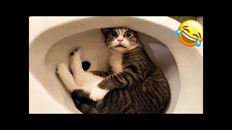 Funny annimal, funny dogs, funny cats, funny videos 2022