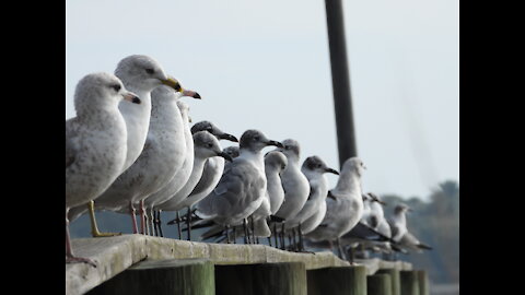 Beautiful Video of Seagulls #NatureInYourFace * Good Mornings Everyday