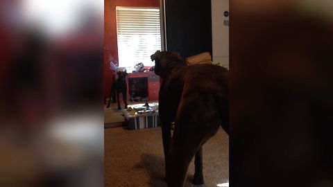 Cute Dog Meets His Reflection For The First Time