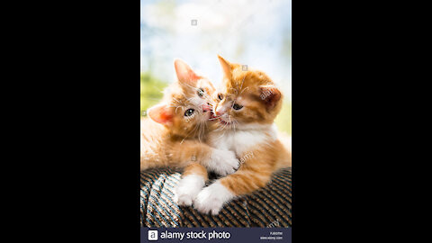 two kittens playing and fighting , so cute