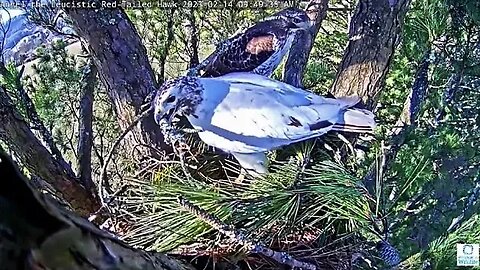 Work Continues on The Nest 🌲 02/14/23 09:42