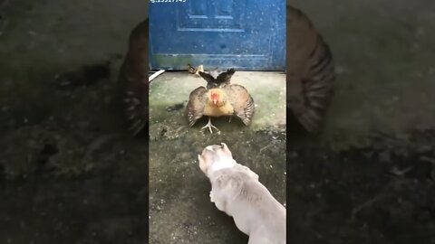 Very deadly dead chickens and dogs🤣😂/#ANIMAL WORLD /#SHORT