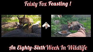 An Eighty-Sixth Week In Wildlife - Feisty Fox Feasting !