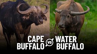 Cape Buffalo vs Water Buffalo: What Are the Differences?