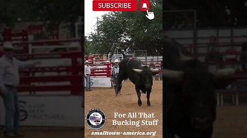 I Get A Kick Out Of You Who Won? #bullriding #rodeo #youtubeshorts #tiktokshort #bullfighter