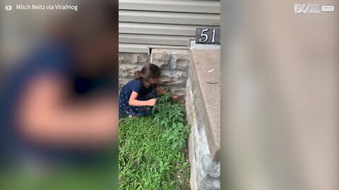 Girl tries to help frog but it all ends badly!