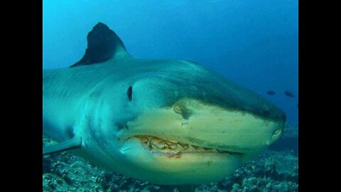 Tiger Shark Removes Heart in Single Bite