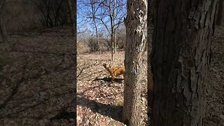 doggo going after squirrel #dog #puppy #doggo #dogs