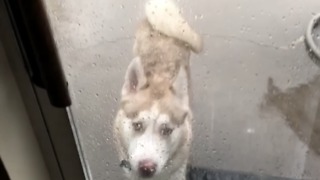 Stubborn puppy Husky almost gets hit by lightning!