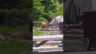 Bear wakes up sleeping campers