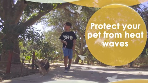 Protect your pet from heat waves