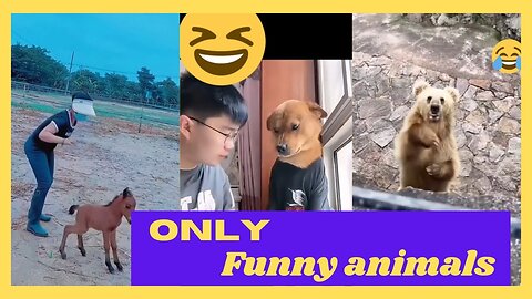 funny animals reactions, Funny animals Hub, 😄😆😀really funny animals, 😄😆funny dogs 🐕😄😆, cool cats 😻