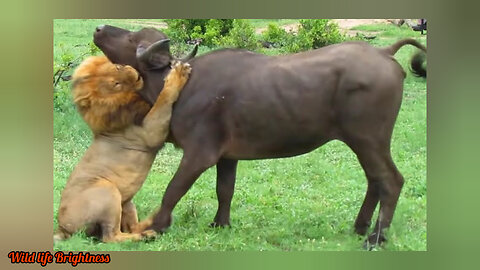 Look What Happened When this Lion Attacked Cow