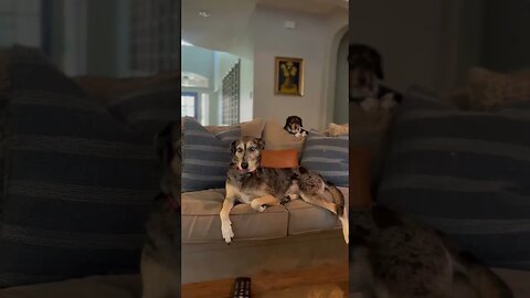 Catahoula Leopard and Miniature Dachshund Stare Down | Dogs of YouTube