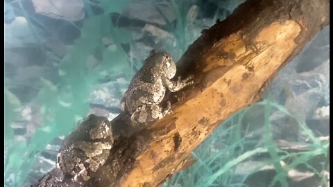 Our gray tree frogs chirping, singing