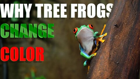 WHY TREE CHANGE COLOR AND WHAT DOES IT MEAN? |ANIMAL| |COLOR CHANGE| |FROG|