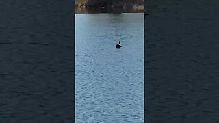 Geese swimming away