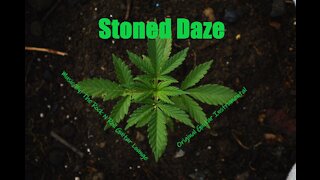 Stoned Daze. Original Guitar Instrumental