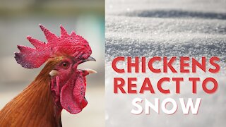 Chickens React To SNOW!
