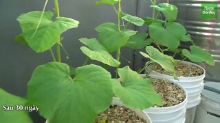 Growing Snow Leopard Melon,bear fruit all summer