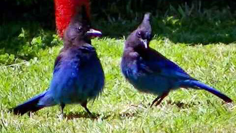 IECV NV #380 - 👀 Two Stellar's Jay's In The Backyard Come Check Them Out🐦6-5-2017