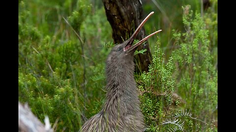 Amazing footage of a wild kiwi call in daylight - never before filmed