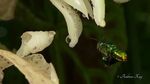 Bizarre orchid bee collects perfume from Ecuadorian flower