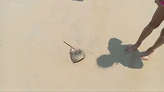 Horse Shoe Crab On The Beach