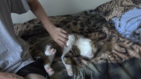 Fluffy Cat Relaxes on the Bed